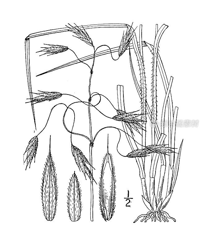 古董植物学植物插图:Bromus porteri，波特的象棋